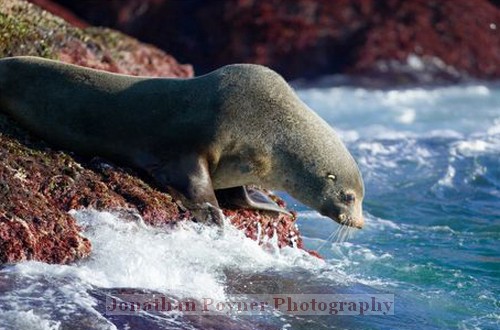 Fur seal